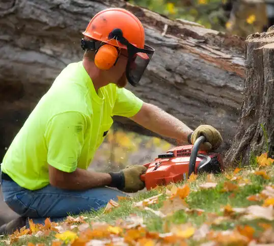 tree services Cliffwood Beach